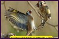 Are birds fighting or mating?
