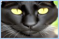 Can a Bombay cat have green eyes? – Janet-Panic.com