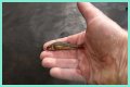 How long will minnows stay alive?