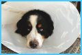 How Much Does It Cost to Neuter a Dog?