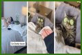 TikTok Is Obsessed With This Guy and His Cat Having a Relaxing Spa Day Together