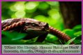 What Do Rough Green Snakes Eat?